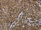 2-Hydroxyacyl-CoA Lyase 1 antibody, CSB-PA229264, Cusabio, Immunohistochemistry frozen image 