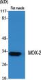 Mesenchyme Homeobox 2 antibody, PA5-51005, Invitrogen Antibodies, Western Blot image 