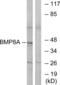 Bone Morphogenetic Protein 8a antibody, abx014272, Abbexa, Western Blot image 