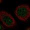 Tandem C2 Domains, Nuclear antibody, NBP1-89900, Novus Biologicals, Immunocytochemistry image 