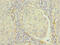 Ras-related protein Rap-1b antibody, CSB-PA03269A0Rb, Cusabio, Immunohistochemistry frozen image 