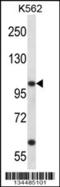 Potassium Voltage-Gated Channel Subfamily C Member 3 antibody, 57-807, ProSci, Western Blot image 