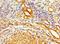 Serine And Arginine Rich Splicing Factor 4 antibody, LS-C376584, Lifespan Biosciences, Immunohistochemistry frozen image 