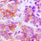 Frizzled-5 antibody, LS-C353034, Lifespan Biosciences, Immunohistochemistry paraffin image 