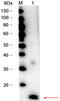 Superoxide dismutase [Cu-Zn] antibody, R1111HRPS, Origene, Western Blot image 