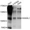 KAT8 Regulatory NSL Complex Subunit 1 antibody, abx126032, Abbexa, Western Blot image 