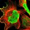 Retrotransposon Gag Like 4 antibody, HPA003272, Atlas Antibodies, Immunofluorescence image 