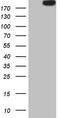 Apolipoprotein B Receptor antibody, LS-C340182, Lifespan Biosciences, Western Blot image 