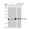 TIR Domain Containing Adaptor Protein antibody, GTX03255, GeneTex, Western Blot image 