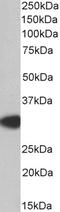 MYD88 Innate Immune Signal Transduction Adaptor antibody, LS-C20182, Lifespan Biosciences, Western Blot image 