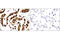 Aldehyde Dehydrogenase 1 Family Member A1 antibody, 54135S, Cell Signaling Technology, Immunohistochemistry paraffin image 