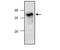 Complement Factor D antibody, GTX16212, GeneTex, Western Blot image 