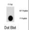 AKT Serine/Threonine Kinase 2 antibody, abx031949, Abbexa, Dot Blot image 