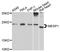 Mesoderm Posterior BHLH Transcription Factor 1 antibody, STJ112187, St John