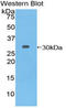 Tubulin Beta 6 Class V antibody, LS-C296838, Lifespan Biosciences, Western Blot image 