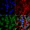 UV Radiation Resistance Associated antibody, LS-C775449, Lifespan Biosciences, Immunocytochemistry image 