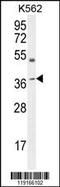 Apolipoprotein L6 antibody, 55-042, ProSci, Western Blot image 