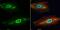 Glutathione S-Transferase Pi 1 antibody, NBP2-16756, Novus Biologicals, Immunofluorescence image 