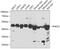 Phosphorylase Kinase Catalytic Subunit Gamma 2 antibody, 15-338, ProSci, Western Blot image 