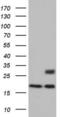 Adiponectin, C1Q And Collagen Domain Containing antibody, LS-C339191, Lifespan Biosciences, Western Blot image 