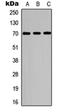 Ribosomal Protein S6 Kinase B1 antibody, orb315694, Biorbyt, Western Blot image 