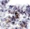 Glycogen Synthase Kinase 3 Alpha antibody, AF4125, R&D Systems, Immunohistochemistry frozen image 