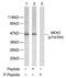 Mitogen-Activated Protein Kinase Kinase 2 antibody, GTX79014, GeneTex, Western Blot image 