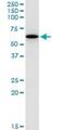 GA Binding Protein Transcription Factor Subunit Alpha antibody, H00002551-M03, Novus Biologicals, Immunoprecipitation image 