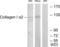 Collagen Type I Alpha 2 Chain antibody, LS-B8536, Lifespan Biosciences, Western Blot image 