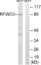 Ring Finger And WD Repeat Domain 3 antibody, LS-C120343, Lifespan Biosciences, Western Blot image 