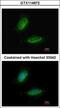 Uridine Monophosphate Synthetase antibody, GTX114872, GeneTex, Immunofluorescence image 