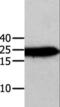 Annexin A5 antibody, LS-C403724, Lifespan Biosciences, Western Blot image 