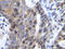 C-X-C Motif Chemokine Ligand 12 antibody, XP-5269, ProSci, Immunohistochemistry paraffin image 