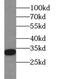 Prohibitin 2 antibody, FNab06801, FineTest, Western Blot image 