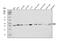 TATA-Box Binding Protein Associated Factor 8 antibody, A11118-2, Boster Biological Technology, Western Blot image 