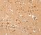 Alpha 2-HS Glycoprotein antibody, MBS2525254, MyBioSource, Immunohistochemistry paraffin image 