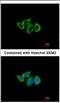 Ribosomal Protein L3 antibody, NBP2-20213, Novus Biologicals, Immunocytochemistry image 