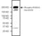 RNA Polymerase II Subunit A antibody, PA5-38091, Invitrogen Antibodies, Western Blot image 