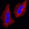 Cyclin Dependent Kinase Inhibitor 2B antibody, MAB6798, R&D Systems, Immunocytochemistry image 