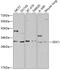 Syndecan 1 antibody, 14-373, ProSci, Western Blot image 