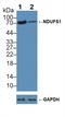 NADH-ubiquinone oxidoreductase 75 kDa subunit, mitochondrial antibody, LS-C373701, Lifespan Biosciences, Western Blot image 