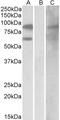 Rac GTPase Activating Protein 1 antibody, STJ70121, St John