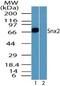 Sorting Nexin 2 antibody, PA5-23281, Invitrogen Antibodies, Western Blot image 