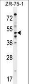 Phosphodiesterase 7B antibody, LS-C163474, Lifespan Biosciences, Western Blot image 