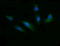 T-cell surface glycoprotein CD1c antibody, LS-C174308, Lifespan Biosciences, Immunofluorescence image 