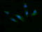 CD1c Molecule antibody, LS-C174308, Lifespan Biosciences, Immunofluorescence image 