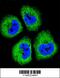 Growth Arrest Specific 1 antibody, 56-087, ProSci, Immunofluorescence image 