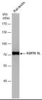 Heat Shock Protein Family A (Hsp70) Member 1 Like antibody, NBP1-33022, Novus Biologicals, Western Blot image 