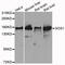 SOS Ras/Rac Guanine Nucleotide Exchange Factor 1 antibody, abx005996, Abbexa, Western Blot image 