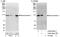 Exonuclease 1 antibody, A302-640A, Bethyl Labs, Western Blot image 